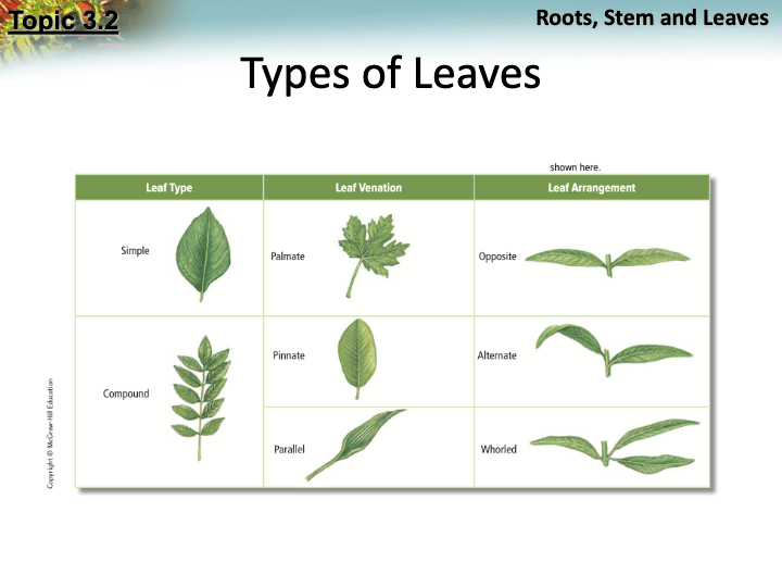 CH 23 Lesson 1 (STEMS & LEAVES) | Biology - Quizizz