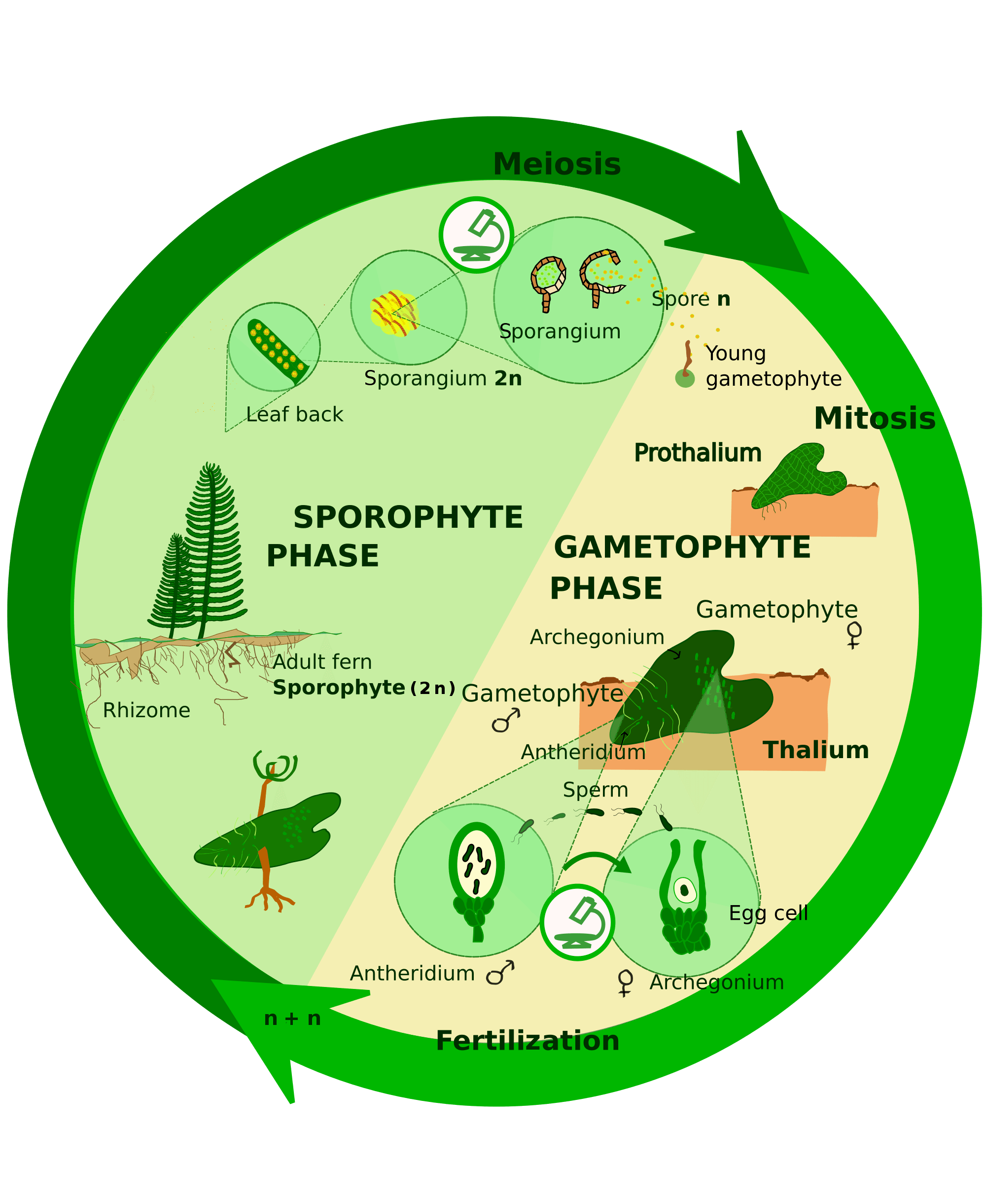 unit-1-growth-development-and-reproduction-of-organisms-quiz-quizizz