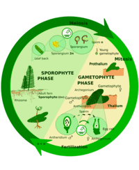 Unit 1: Growth, Development, and Reproduction of Organisms