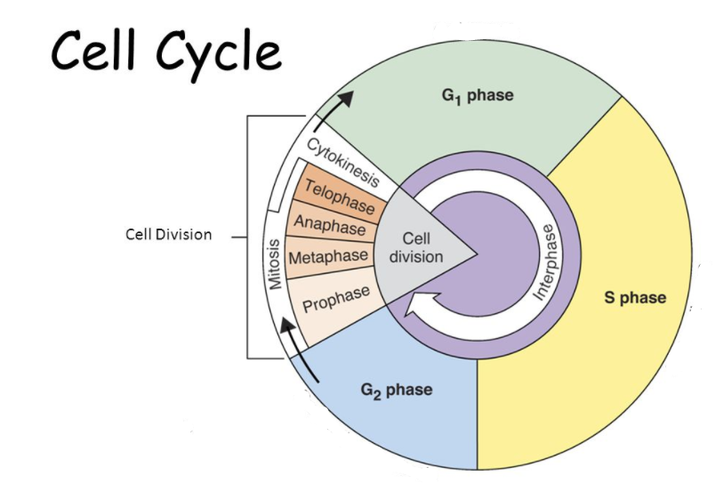 Mitosis And Cell Cycle Other Quiz Quizizz 