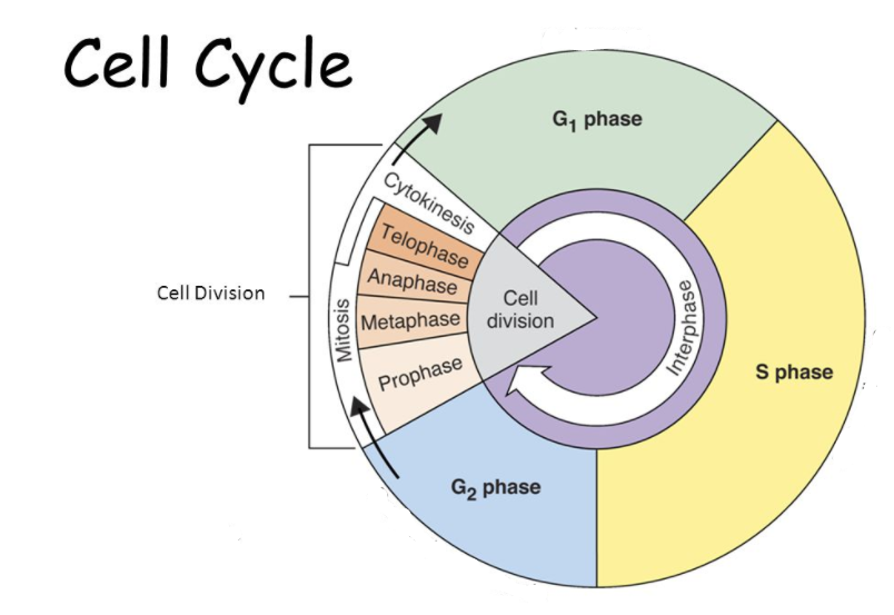 the cell cycle and mitosis - Class 12 - Quizizz