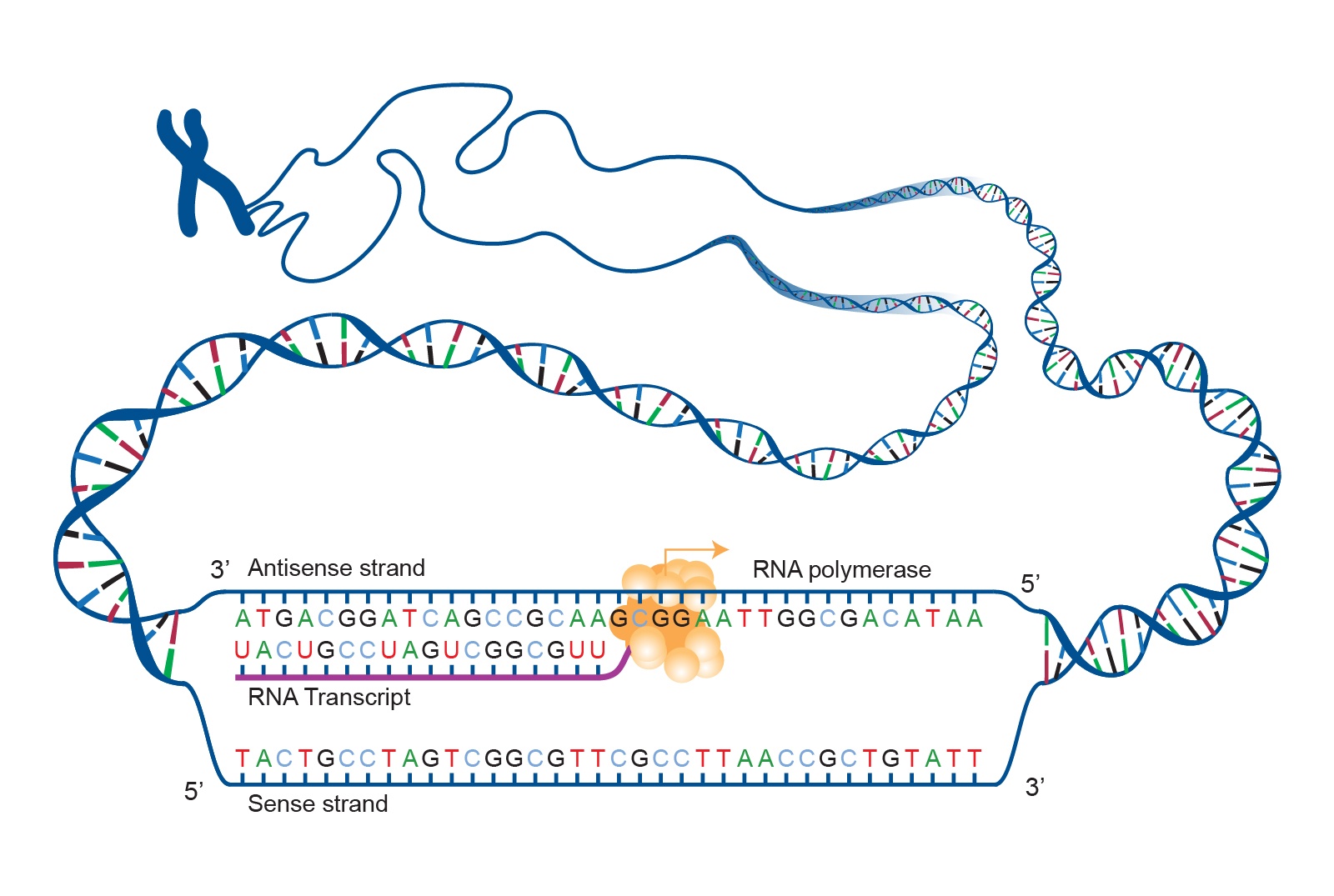 Transcription and Post Transcriptional Modifications | 52 plays | Quizizz