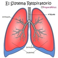 el sistema inmune Tarjetas didácticas - Quizizz