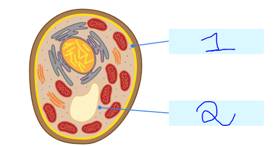 Ls1 1 Cells Cell Structure Quiz Quizizz