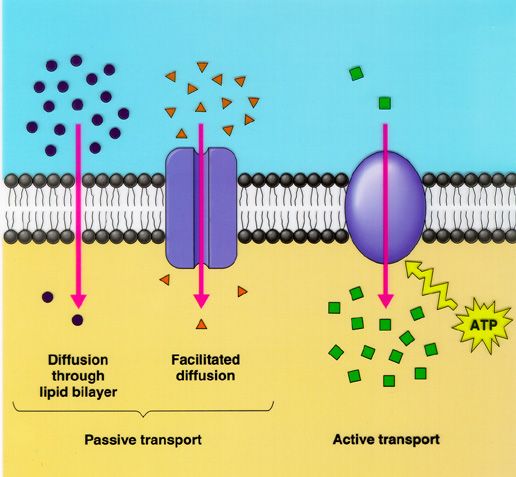 Cell transport | Biology - Quizizz