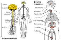 los sistemas nervioso y endocrino Tarjetas didácticas - Quizizz