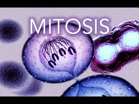 meiosis - Kelas 8 - Kuis