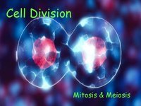 cell division - Class 7 - Quizizz
