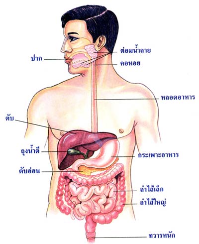 เอนไซม์ - ระดับชั้น 2 - Quizizz