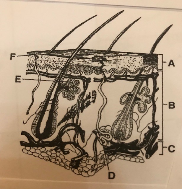 Anatomy 5b Skin Appendages | Biology - Quizizz