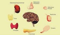 los sistemas nervioso y endocrino - Grado 3 - Quizizz