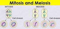 meiosis - Grade 12 - Quizizz