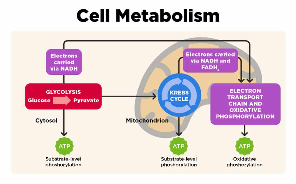 bioenergetics 2 | Quizizz