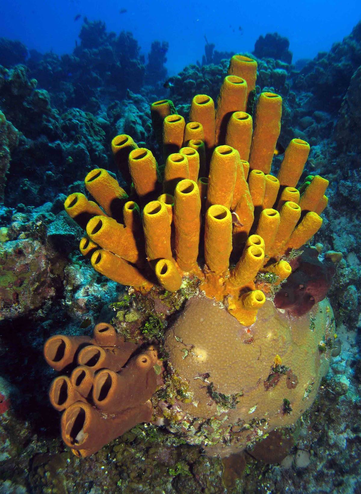 Sponges and Cnidarians | Biology Quiz - Quizizz