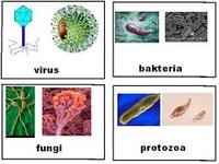 Mikroorganisma  Sains Tahun 6  Other  Quizizz