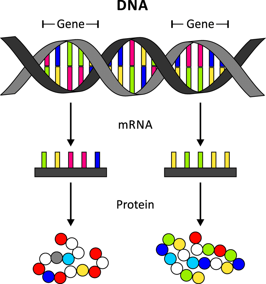 RNA World Theory Biology Quizizz