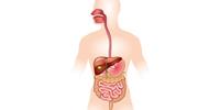 los sistemas digestivo y excretor - Grado 3 - Quizizz