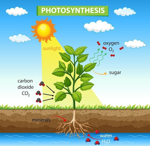 photosynthesis - Class 9 - Quizizz