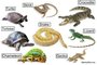 Reptiles