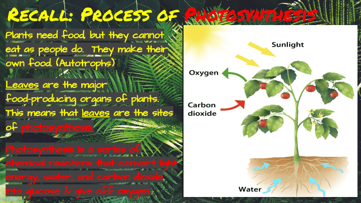 Photosynthesis | Science - Quizizz