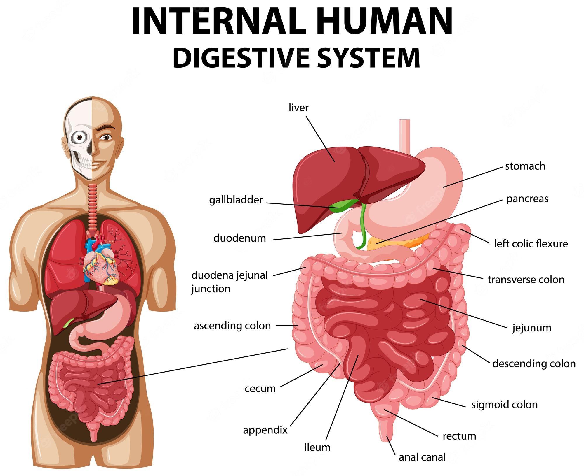 the digestive and excretory systems - Class 6 - Quizizz