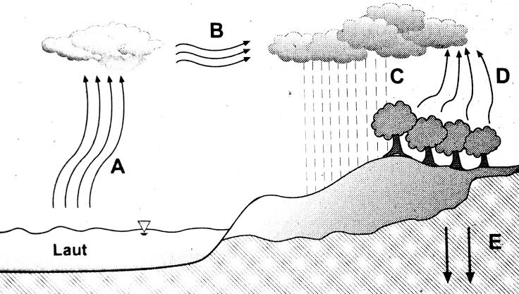 Proses adveksi dan infiltrasi pada gambar siklus hidrologi ditunjukkan oleh huruf