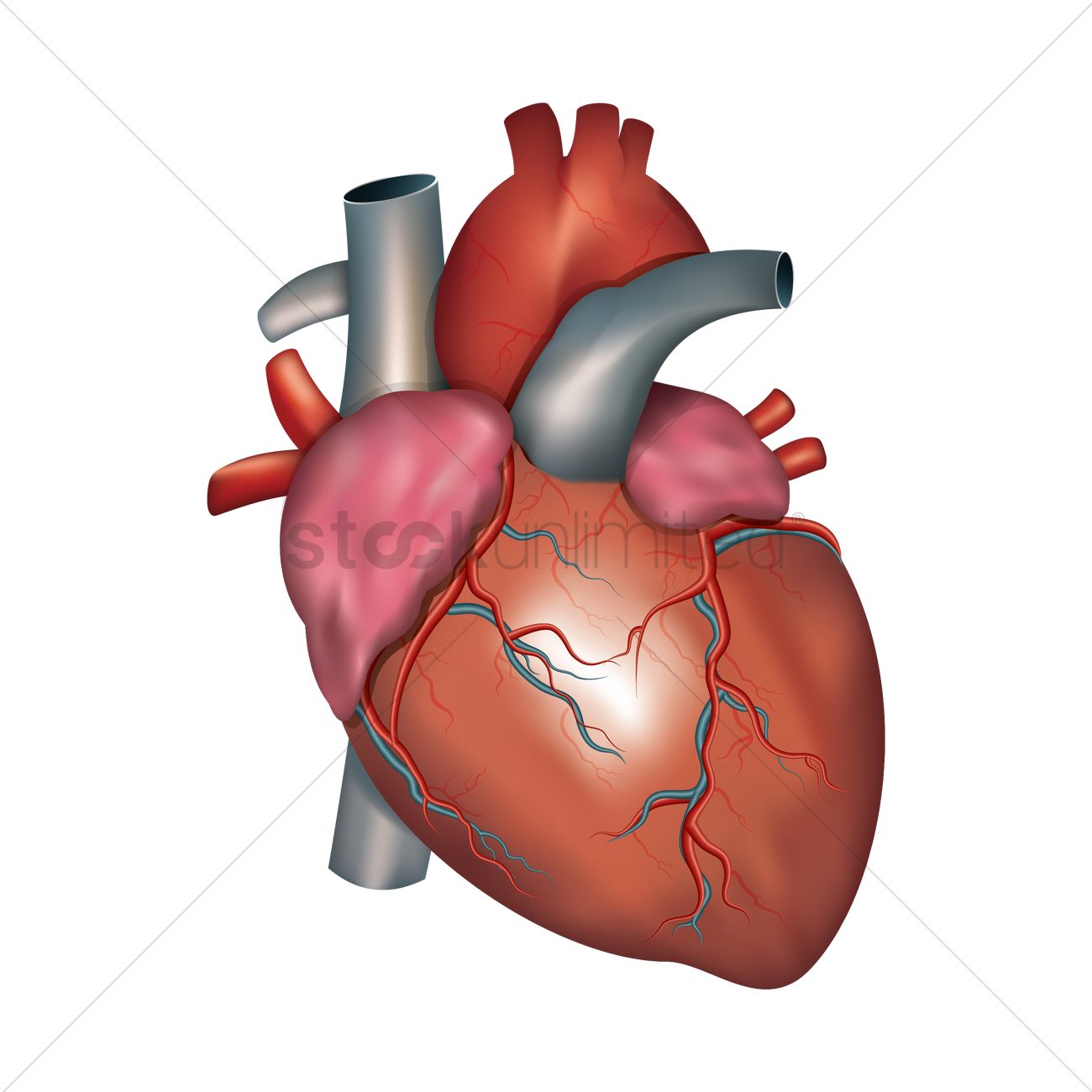 Circulatory System Grade 8 | 2.7K plays | Quizizz