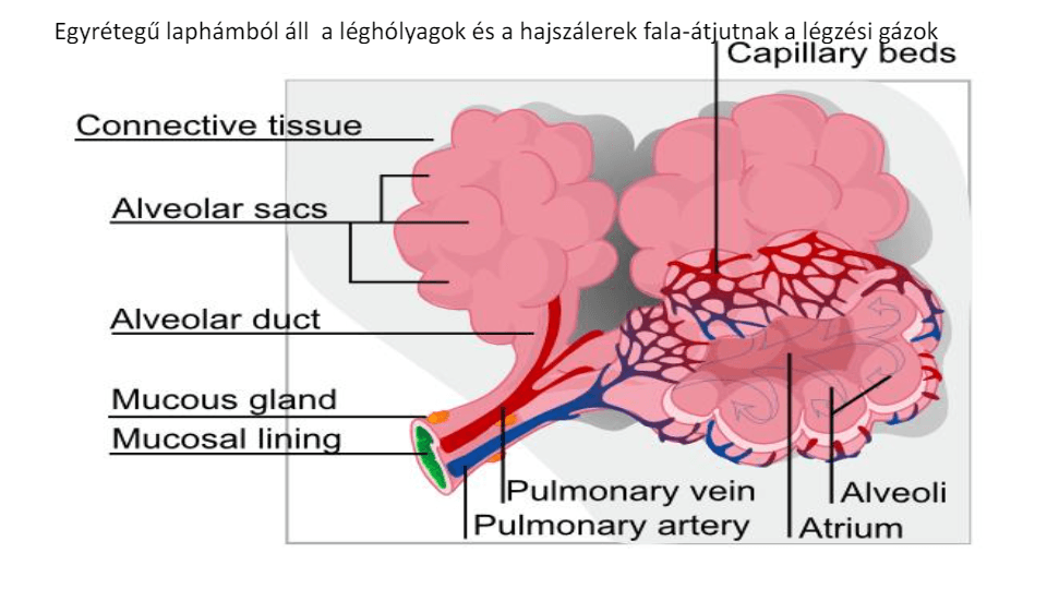 Táplálkozás2-légzési szervrendszer | Biology - Quizizz