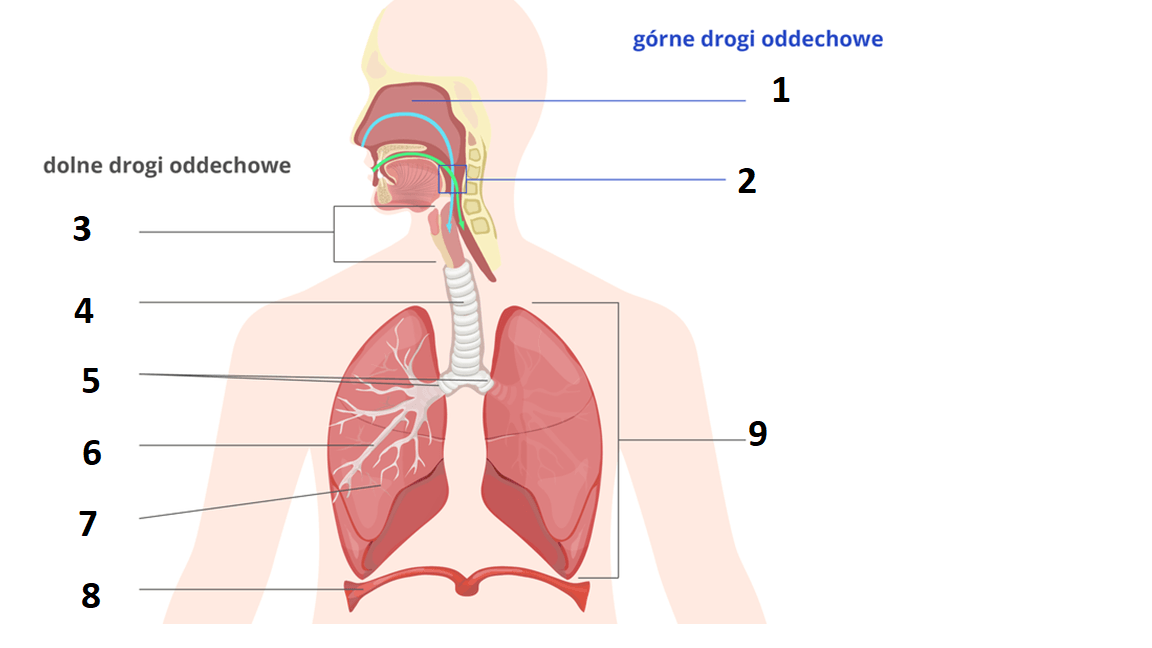 Biologia Vii Budowa I Rola Układu Oddechowego 49k Plays Quizizz 7670