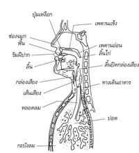 ไดกราฟ - ระดับชั้น 11 - Quizizz