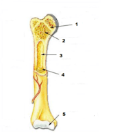 Bagian tengah tulang pipa berisi
