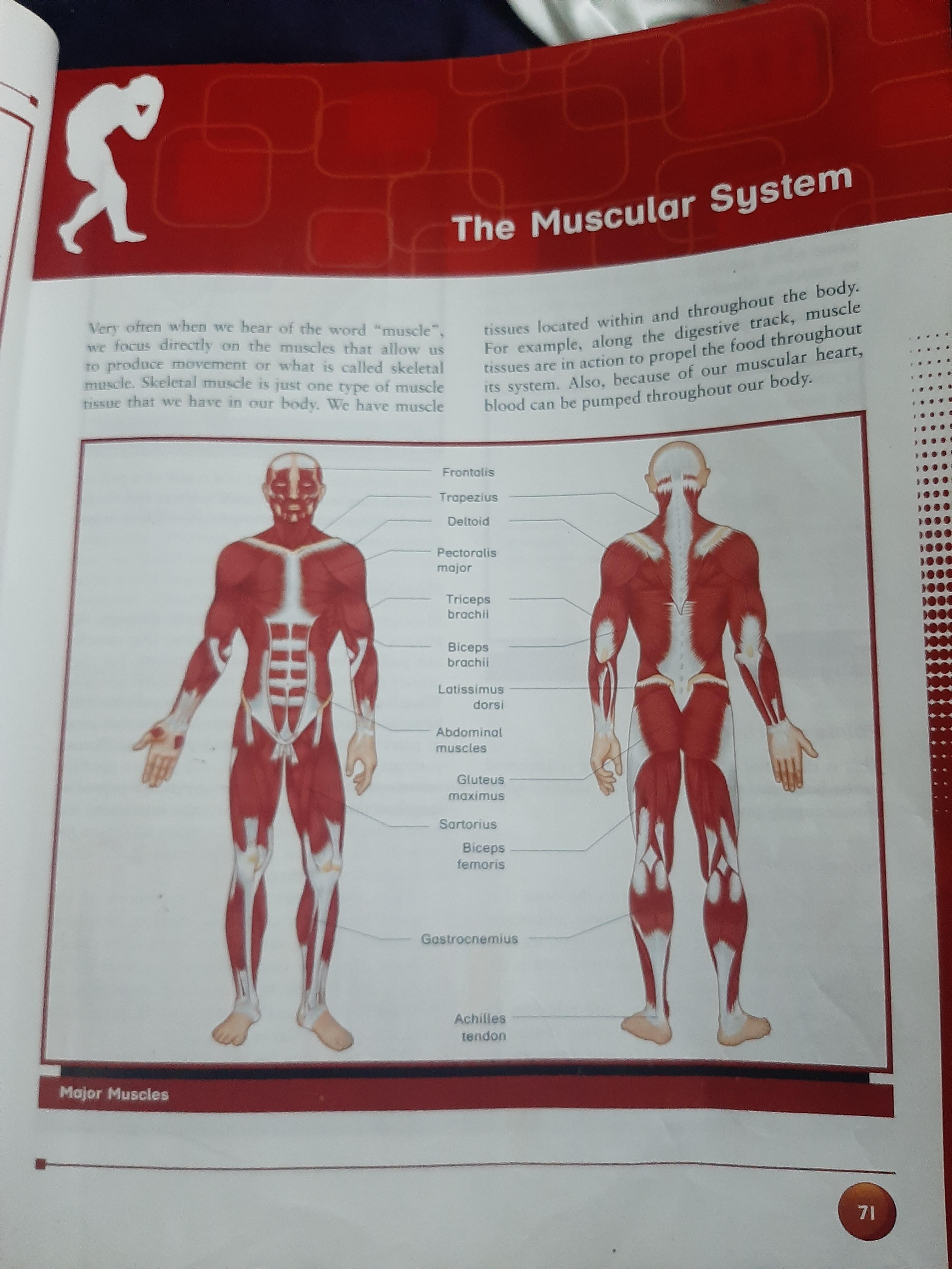 muscular-system-quizizz