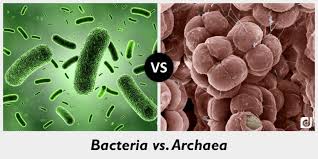 Domain Bacteria & Archaea 