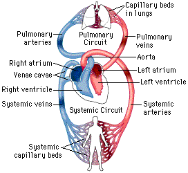 systemic circulation animation