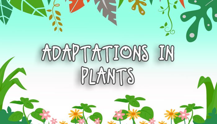 Adaptation in Plants