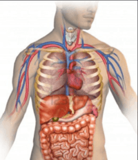 the circulatory and respiratory systems - Grade 2 - Quizizz