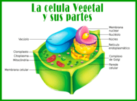 diagrama de células vegetales - Grado 3 - Quizizz