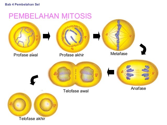 Urutan yang benar dari proses profase 1 meiosis