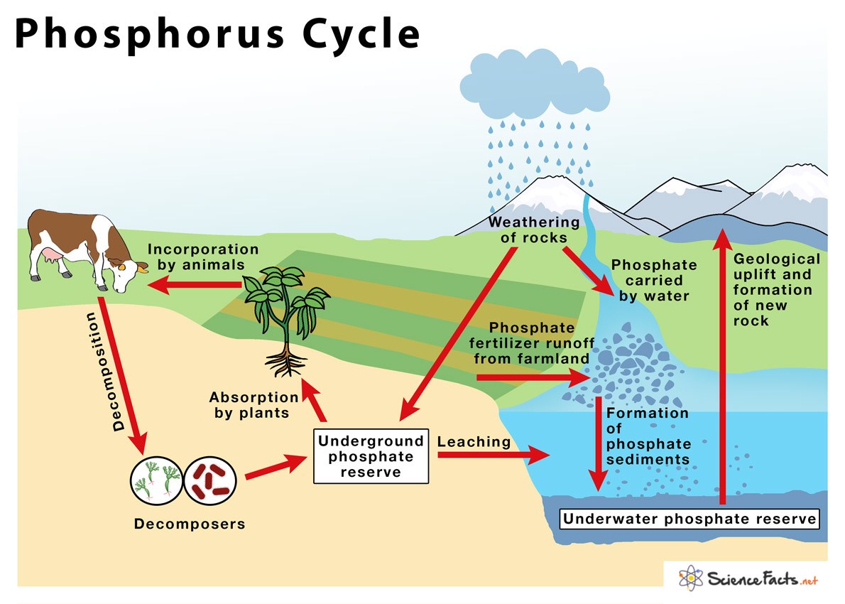 Phosphorous Cycle Practice