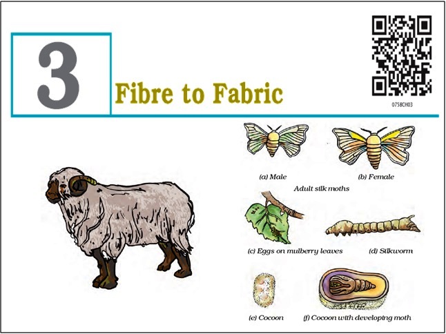 Chapter 3 Fibre to Fabric | Science - Quizizz