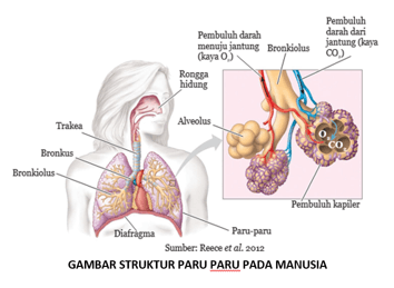 Jaringan dalam paru-paru yang berfungsi sebagai tempat pertukaran gas oksigen dan gas karbon dioksida adalah ....