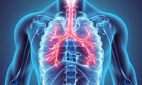 the circulatory and respiratory systems - Grade 12 - Quizizz