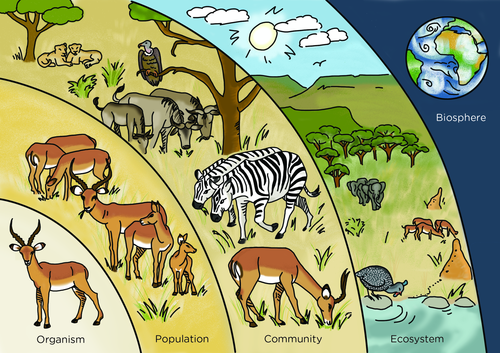 Organisms and their Environment Review