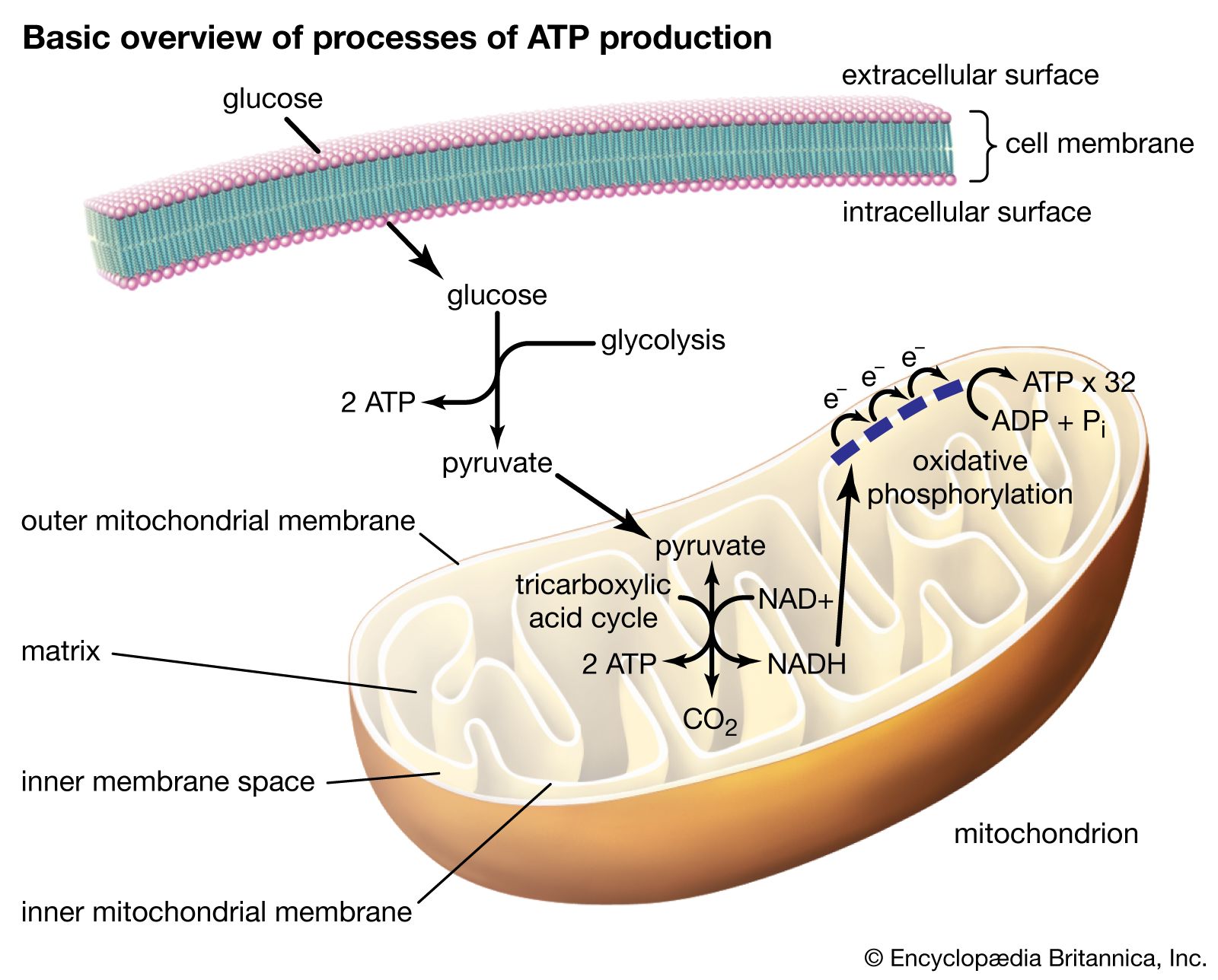 Cellular Respiration | Science - Quizizz