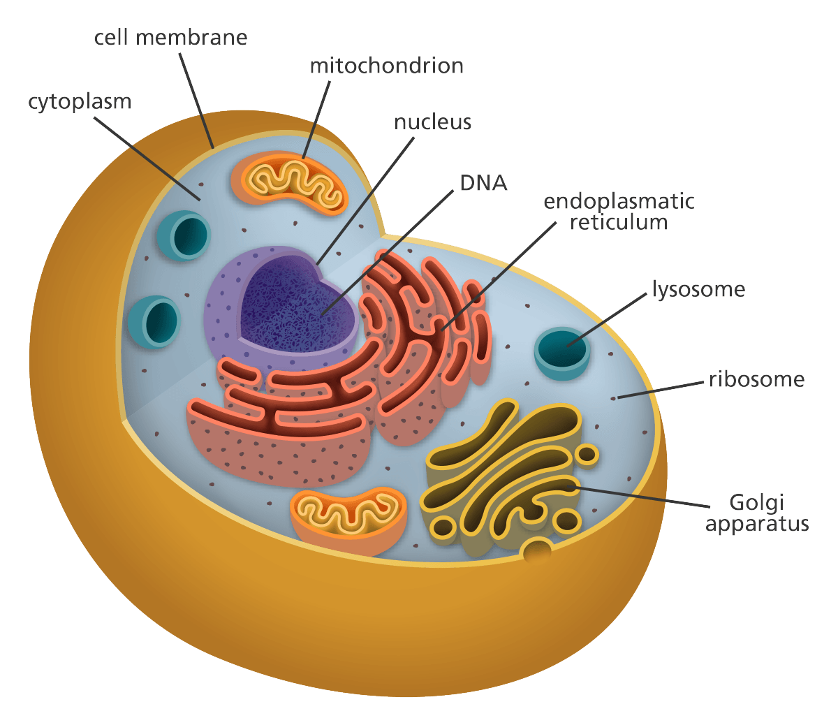 Plant and Animal Cell Organelles Quiz questions & answers for quizzes and  tests - Quizizz
