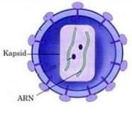 Kuis Virus Biology Quizizz