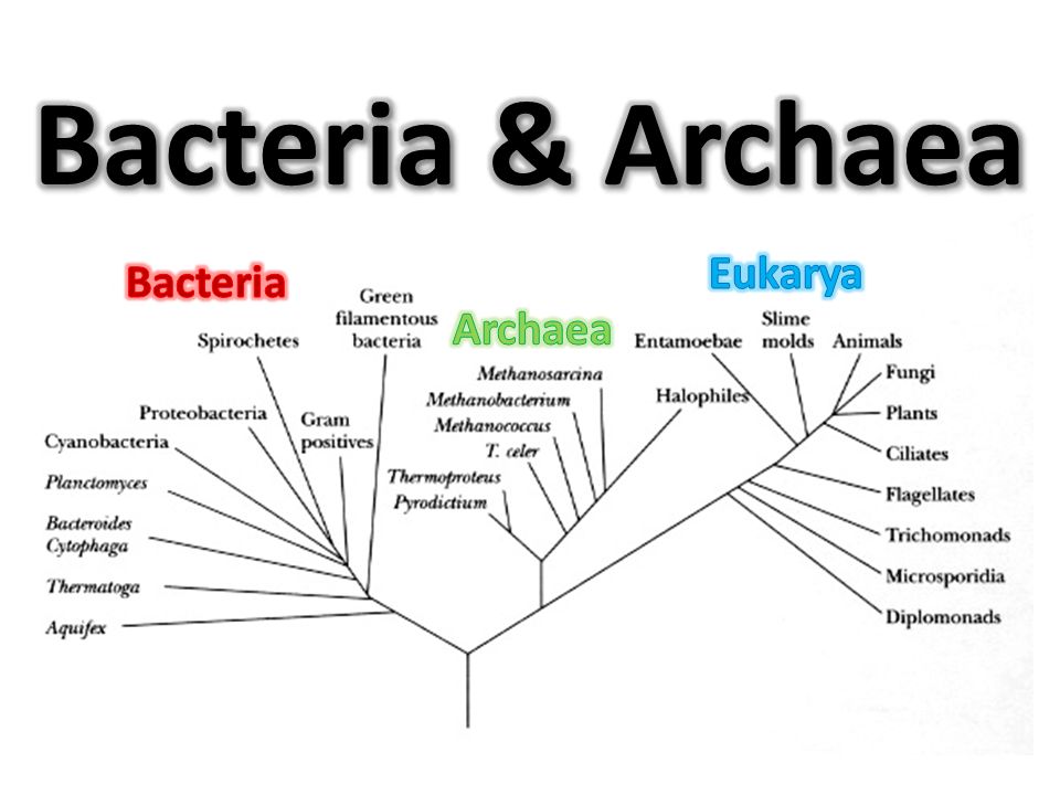 Domain Bacteria and Archaea 437 plays Quizizz