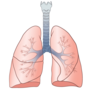 Respiratory System