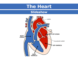 Cardiovascular System | Circulatory System Quiz - Quizizz