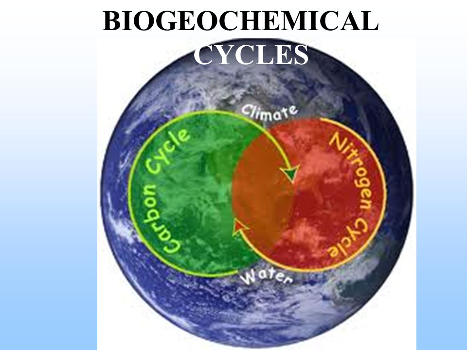 Biogeochemical Cycles | Other Quiz - Quizizz